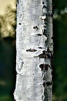 Paperback Peeling Bark on the Trunk of a Birch Tree Journal: Take Notes, Write Down Memories in this 150 Page Lined Journal Book