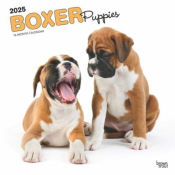 Calendar Boxer Puppies 2025 12 X 24 Inch Monthly Square Wall Calendar Plastic-Free Book