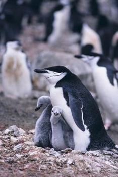 Paperback Chinstrap Penguin Notebook Book