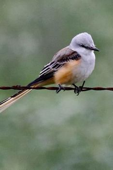 Paperback Oklahoma State Bird - Scissor-tailed Flycatcher Journal: 150 page lined notebook/diary Book