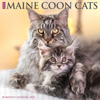 Calendar Just Maine Coon Cats 2025 12 X 12 Wall Calendar Book