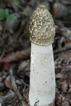 Paperback Common Stinkhorn Phallus Impudicus Mushroom Journal: Take Notes, Write Down Memories in this 150 Page Lined Journal Book