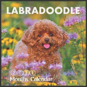 Paperback Labradoodle Calendar: 2021 Wall & Office Calendar, Dog Lovers Gifts, 16 Month Calendar With Major Holidays Book