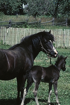2020 Daily Planner Horse Photo Equine Black Mare Foal 388 Pages: 2020 Planners Calendars Organizers Datebooks Appointment Books Agendas