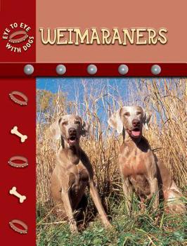 Hardcover Weimaraners (Eye to Eye With Dogs) Book