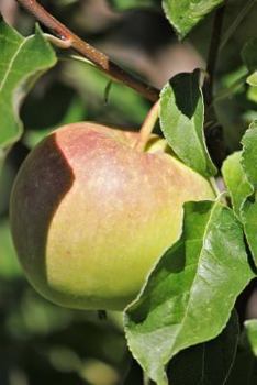 Paperback apple simply mermerizing Book