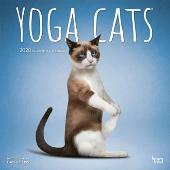 Calendar Yoga Cats 2020 Square Book