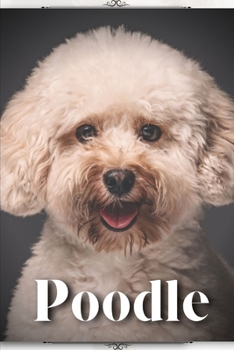 Poodle: Dog Breed guide