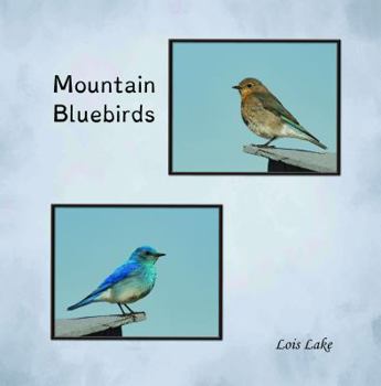 Paperback Mountain Bluebirds Book