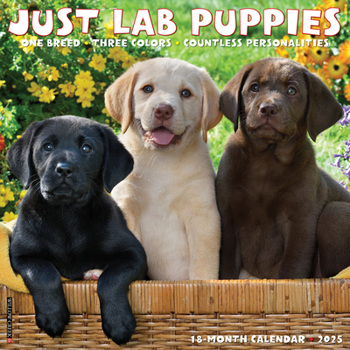 Calendar Just Lab Puppies 2025 12 X 12 Wall Calendar Book