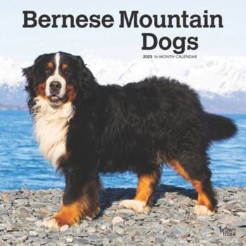 Calendar Bernese Mountain Dogs 2025 12 X 24 Inch Monthly Square Wall Calendar Plastic-Free Book