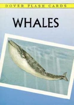 Paperback Whales Trading Cards Book