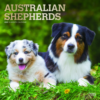 Calendar Australian Shepherds 2023 Square Foil Book