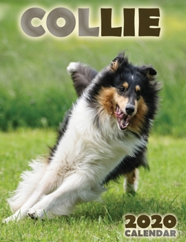 Paperback Collie 2020 Calendar Book