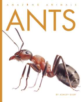 Library Binding Ants Book