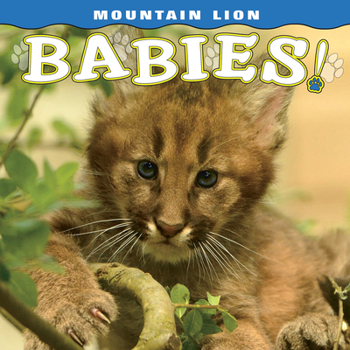 Board book Mountain Lion Babies Book