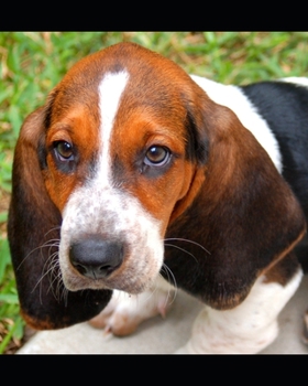 Paperback A Veterinary Life Book