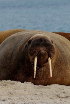 Paperback Walrus On The Beach Journal: 150 Page Lined Notebook/Diary Book