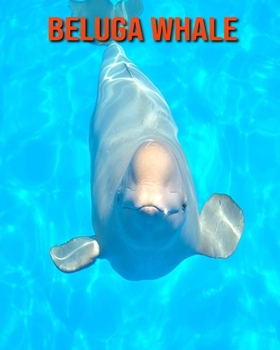 Beluga Whale: Amazing Facts & Pictures