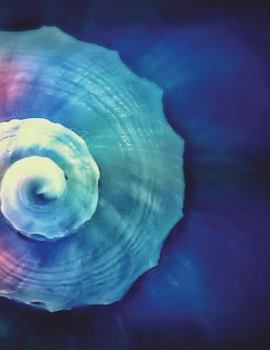 Paperback Shell Notebook Large Size 8.5 x 11 Ruled 150 Pages Book