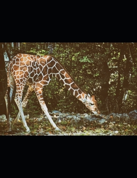 Paperback Giraffe: animals cool notebook gift Book