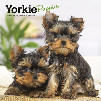 Calendar Yorkshire Terrier Puppies 2021 Mini 7x7 Book