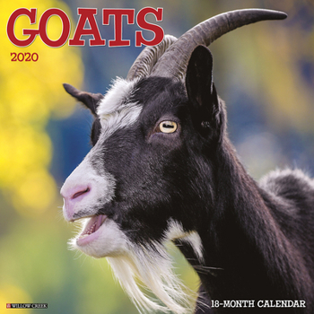 Calendar Goats 2020 Wall Calendar Book