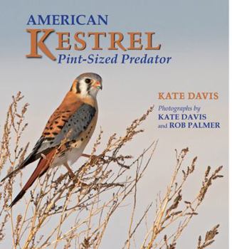 Paperback American Kestrel: Pint-Sized Predator Book