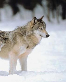 Paperback Winter Theme School Composition Book Pretty Wolves 130 Pages: (notebook, Diary, Blank Book) Book