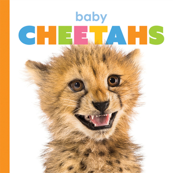 Paperback Baby Cheetahs Book