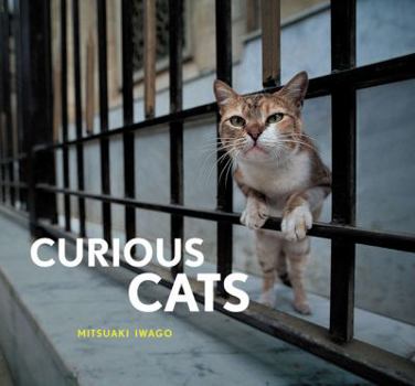 Hardcover Curious Cats Book