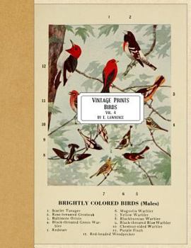 Paperback Vintage Prints: Birds: Vol. 4 Book