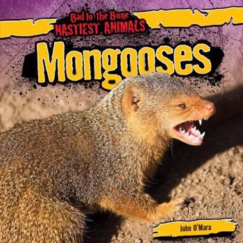 Mongooses - Book  of the Bad to the Bone: Nastiest Animals