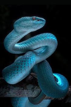 Paperback Snake Notebook: Blank Lined Journal, Softcover (6x9 Inches) with 100 Pages Book