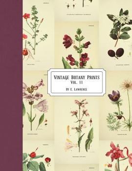 Paperback Vintage Botany Prints: Vol. 11 Book