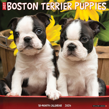 Calendar Just Boston Terrier Puppies 2024 12 X 12 Wall Calendar Book