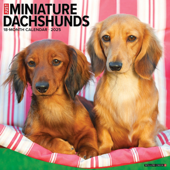 Calendar Just Miniature Dachshunds 2025 12 X 12 Wall Calendar Book
