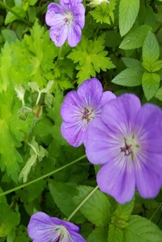 2020 Daily Planner Summer Greens Flowers 388 Pages: 2020 Planners Calendars Organizers Datebooks Appointment Books Agendas