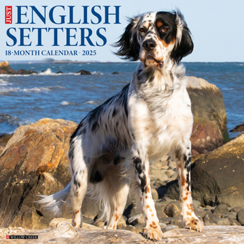 Calendar Just English Setters 2025 12 X 12 Wall Calendar Book