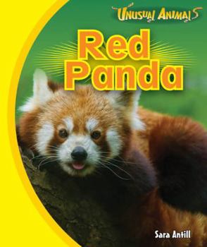 Red Panda - Book  of the Unusual Animals