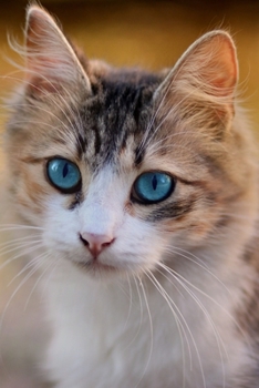 CUTE PRECIOUS CAT LOVERS WRITING & SKETCHING NOTEBOOK JOURNAL: Cute Journal & Blank Notebook with CAT related Theme | School, College & Work Journal ... Lovers (UNIQUE CAT GIFTS FOR CAT LOVERS)