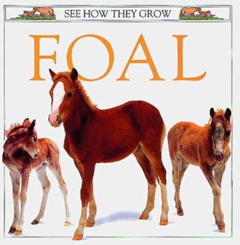 Hardcover Foal Book