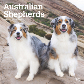 Calendar Australian Shepherds 2025 12 X 24 Inch Monthly Square Wall Calendar Plastic-Free Book