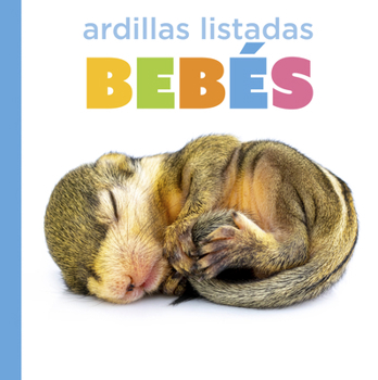Ardillas Listadas Bebés