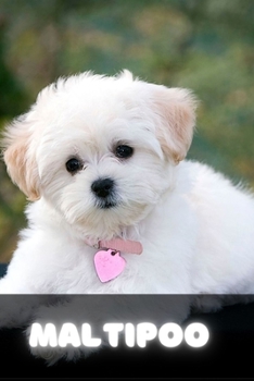 Maltipoo: Complete breed guide