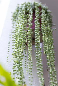 Cascading Bright Green String of Pearls Potted Plant Succulent Journal: 150 Page Lined Notebook/Diary