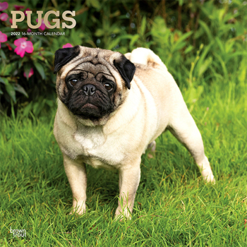 Pugs 2022 12 x 12 Inch Monthly Square Wall Calendar with Foil Stamped Cover, Animals Dog Breeds DogDays