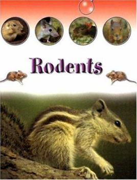 Hardcover Rodents (Looking at Small Mammals) Book