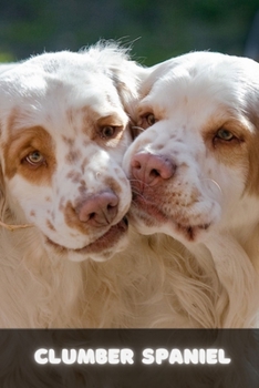 Clumber Spaniel: Complete breed guide