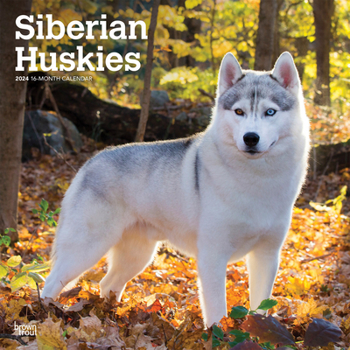 Siberian Huskies 2024 Square